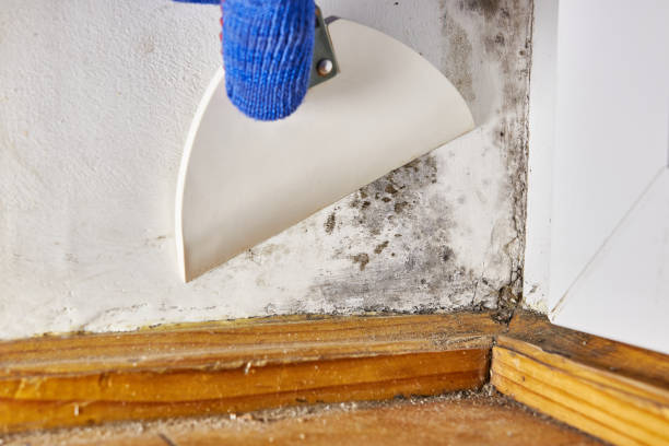 Best Asbestos and Lead Testing During Mold Inspection  in Huntgton, IN